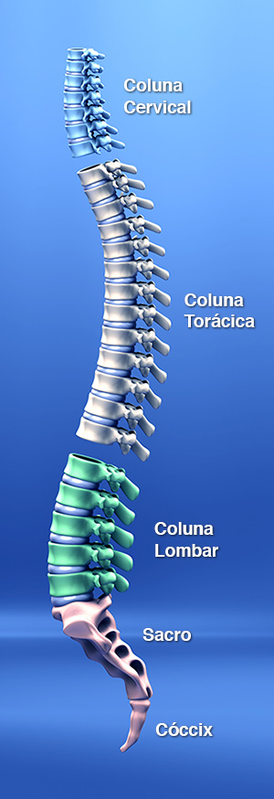 http://www.medicinadacoluna.com.br/images/235px/partes-da-coluna-vertebral.jpg